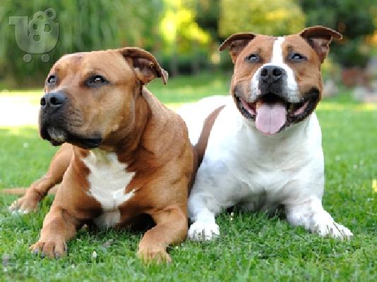PoulaTo: AMSTAFF American staffrodshire καθαρόαιμα